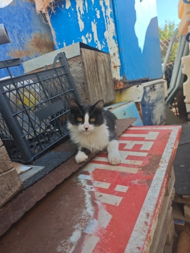 Güzel kedimiz Favori'ye sıcak yuvasını arıyoruz.. fotoğraf