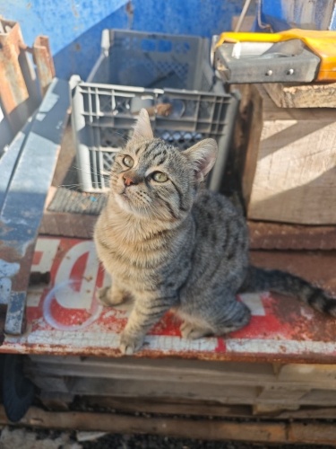 Güzel kedimiz Piyango'ya sıcak yuvasını arıyoruz.. fotoğraf