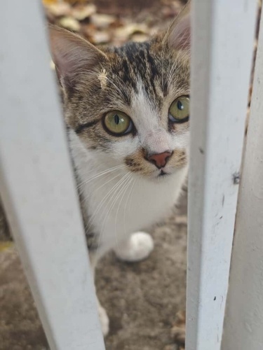 Güzel kedimiz Sülük'e sıcak yuvasını arıyoruz.. fotoğraf