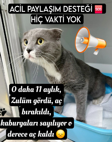 Çok Acil 🆘 Açlıktan kaburgaları çıkmış halde bulundu.. fotoğraf