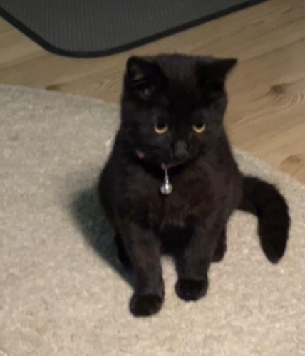 Böcek bebek yuvasını arıyor!!! fotoğraf