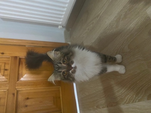 Bal kız ömürlük ailesini arıyor fotoğraf