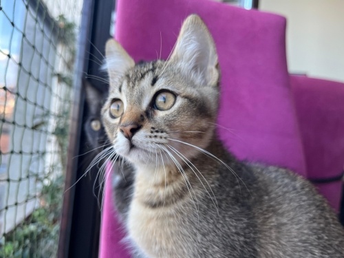 Acil Sahiplendirme fotoğraf