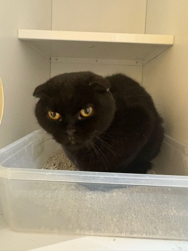 BENİM İNSANIM OLURMUSUNUZ fotoğraf