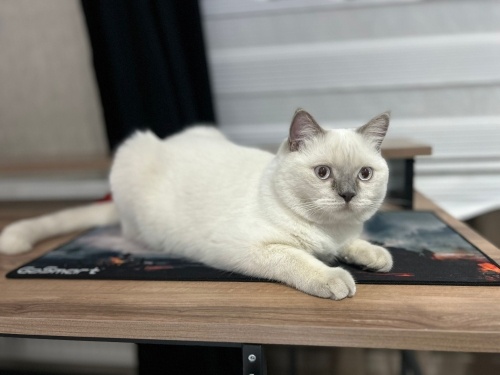 British blue Point oğluşa yuva arıyoruz fotoğraf