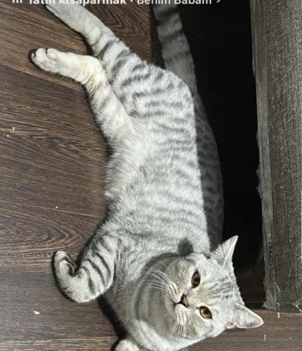 Cinsi gereği kuzu gibi tek isteği sıcak yuva ömürlük heveslik değil fotoğraf