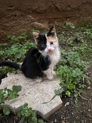 Çerez ömürlük yuvasını arıyor fotoğraf