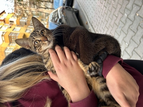 Sokağa Uyum Sağlayamıyor Acil Yuva fotoğraf