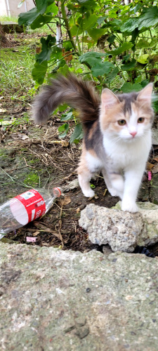 5 Aylık İnsan Canlısı Kedi Yuva Arıyor fotoğraf