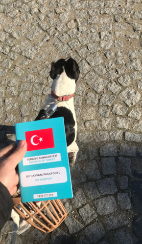 Acill Amerikan staffordshire Terrier sevgi dolu oğlumuza yuva arıyoruz fotoğraf