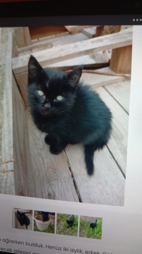 Minicik mır mır oyuncu çok tatlı❤️ fotoğraf