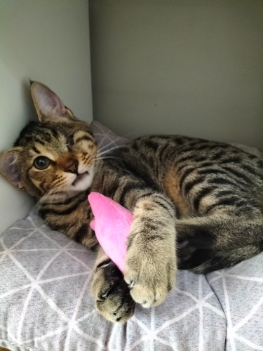 Leopar desenli korsan oğlana yuva arıyoruz ❤️ fotoğraf