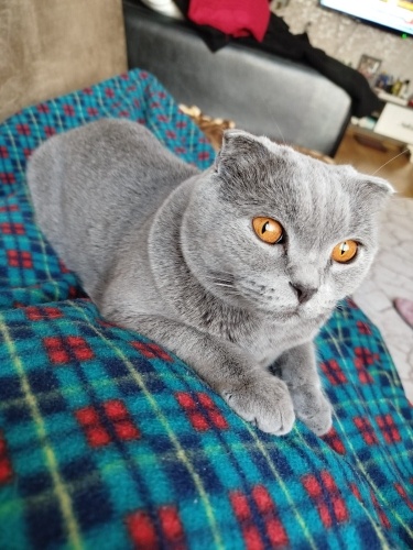 AŞILARI TAM VE KISIR BRİTİSH SORTHAİR ‼️ fotoğraf