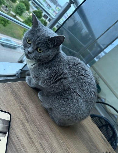 2 tane cins kedi yetişkin kısır.Çipli ,pasaportlu fotoğraf