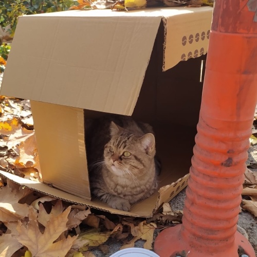 Gerçekten bir yuvaya ihtiyacı var fotoğraf