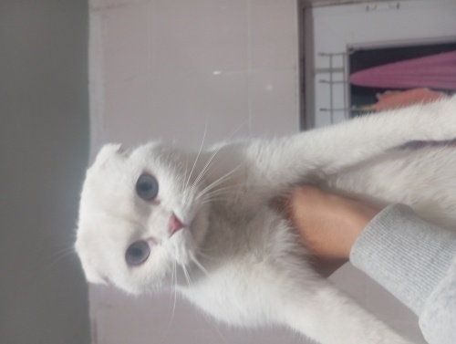 Aşıları tam beyaz scottish fold kedimizi sahiplendirmek istiyoruz 1 yaşında fotoğraf