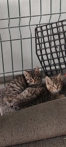 BEBİŞLERE ACİL YUVA fotoğraf