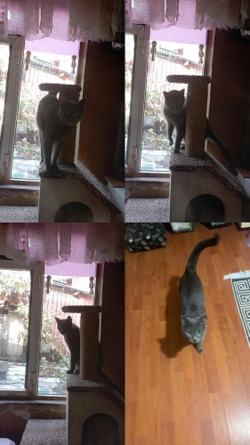 Sokakta bulunan Russian blue fotoğraf