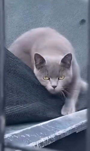 Ücretsiz sahiplenme dünya güzeli mavi rus irk kedi acil yuvs fotoğraf