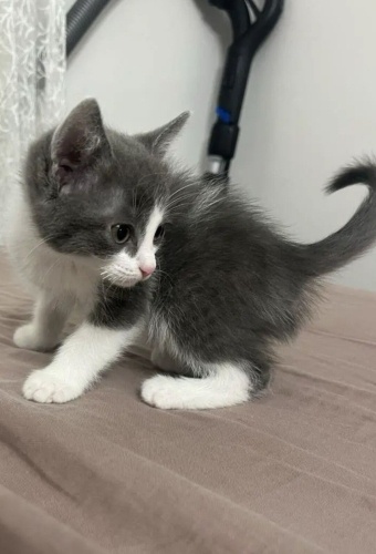 Acil yuva aranıyor fotoğraf