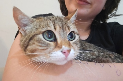 Güzel gözlü kedim Sofya tel:0545 806 86 48 fotoğraf