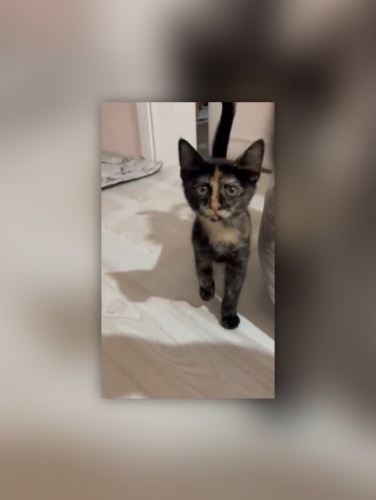 İZMİR 2 AYLIK SICAKKANLI TORTİESHEL CİNSİ YAVRUMUZA ÖMÜRLÜK YUVASINI ARIYORUZ fotoğraf