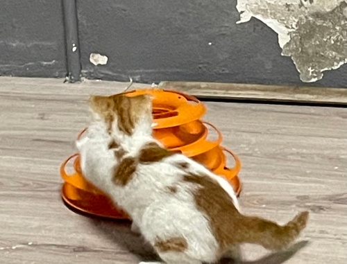 Minik oğluma acil ömürlük yuva fotoğraf