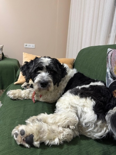 Ömürlük yuva arıyoruz fotoğraf