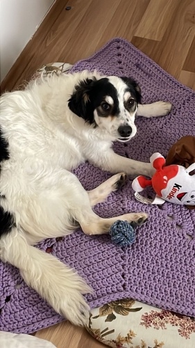 NOVA'YA ACİL YUVA fotoğraf