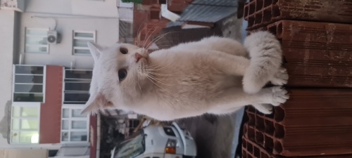 Kartopu gibi bir kedi fotoğraf