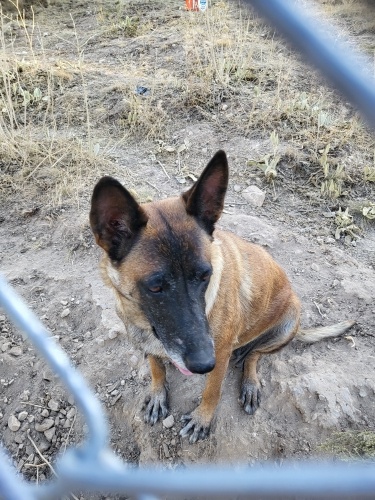 Köpek sahiplendirme fotoğraf