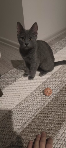 Kalıcı yuva arıyoruz fotoğraf