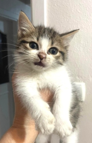 Miniş’e ömürlük yuva fotoğraf