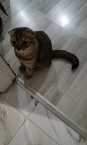 SAHİBİNDEN CİNS KEDİ (SCOTTİSH) fotoğraf