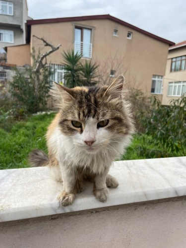 Bu sevgi dolu miniğe yuva arıyoruz fotoğraf