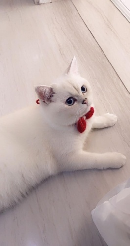 Kedimiz Kartanesine yuva arıyoruz fotoğraf