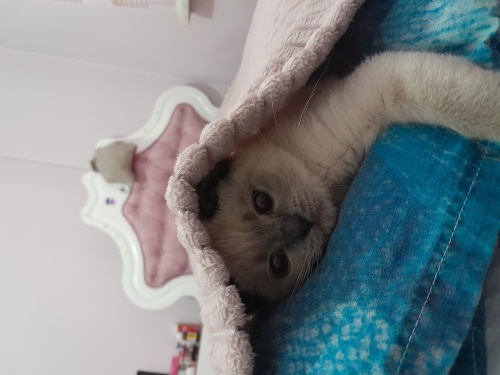 Dişi british shorthair kedimi sahiplendirmek zorundayım fotoğraf