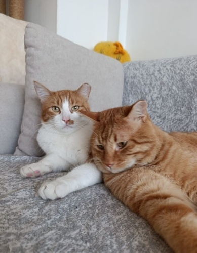 HİÇ AĞLAYAN KEDİ GÖRDÜNÜZ MÜ⁉️ fotoğraf