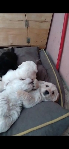 Malta Terrier Yavruları fotoğraf