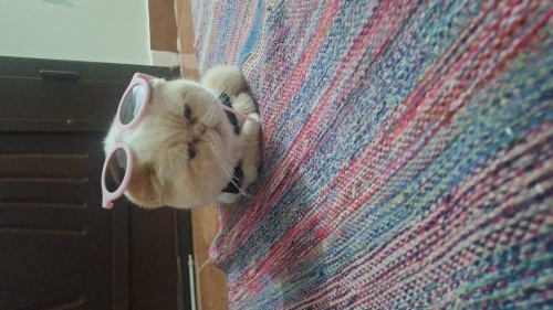 Kedimizi ilgilenebilecek birine vermeknistiyoruz fotoğraf