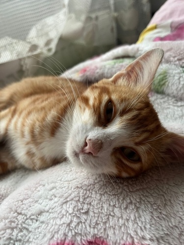 BÜTÜN BAKIMLARI YAPILDI ONA İYİ BAKICAK YUVA ARIYORUZ fotoğraf