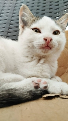 3.5 Aylık beyaz dişi yavru için acil yuva ilanıdır fotoğraf