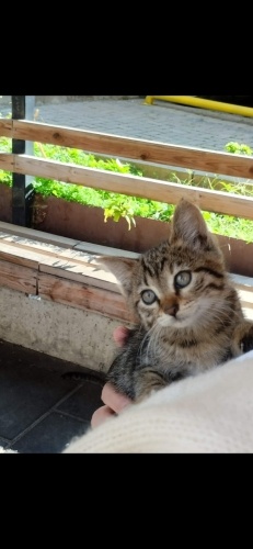 çok güzel dişi yavru fotoğraf