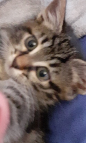 KUCAK DELİSİ MİNİŞ fotoğraf