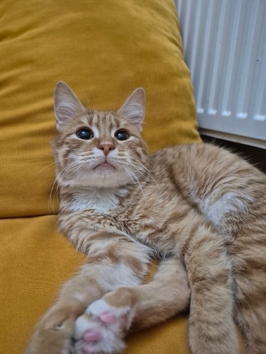 Acil yuva arıyoruz fotoğraf