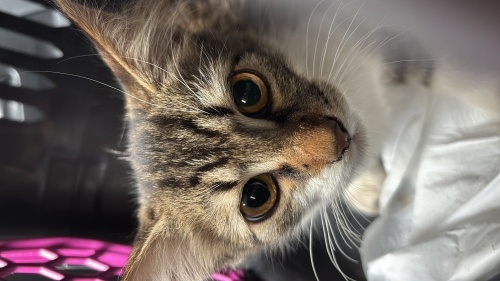 Oyuncu sevecen kedi🐾🤍 fotoğraf