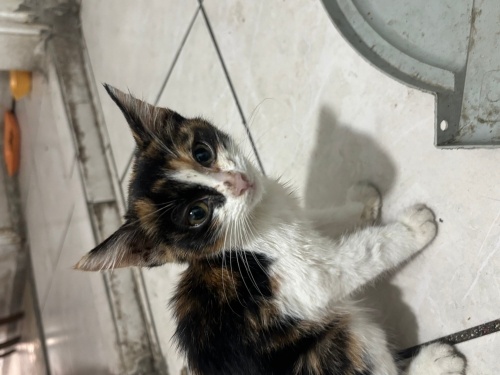 2 yavru kardeşe yuva (ayrı ya da birlikte) fotoğraf