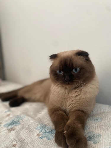 Sıcak güvenilir yuva arıyoruz fotoğraf