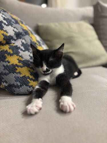 3 aylık yavru kedimizi ilk kedimizle alışamadığı için sahiplendiriyoruz fotoğraf