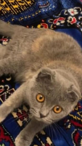 Mia yuva arıyor fotoğraf